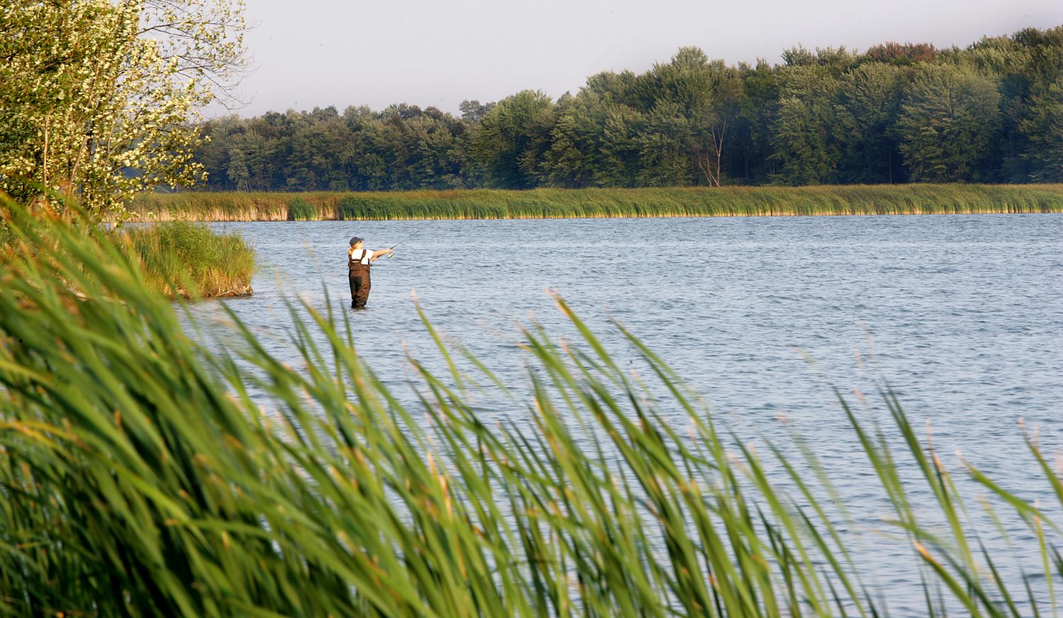 Terres humides de la rivière des Outaouais. ©Ville de Gatineau